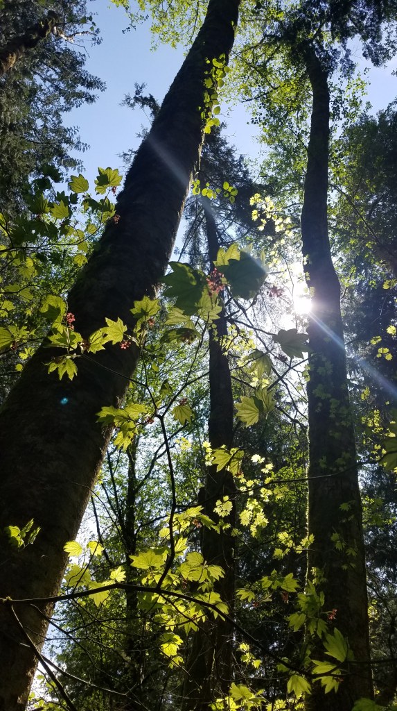Trees in the sunshine