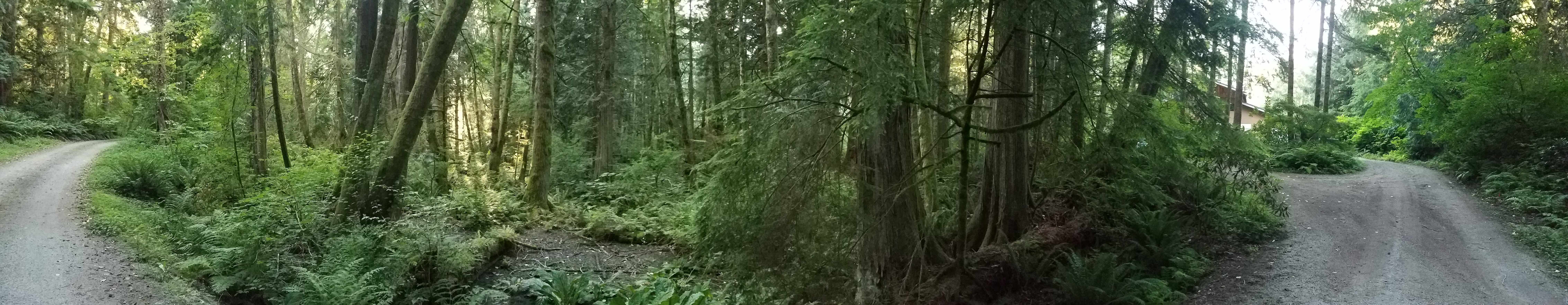 A road through the woods of Colony Mountain